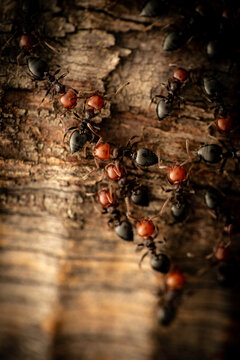 Ants Working Together On Wood