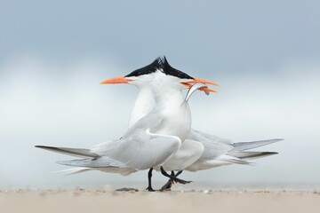 Amazing shot of two tern birds against blurry background