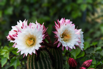 SAN PEDRO CACTUS
The popular cactus Echinopsis pachanoi (syn. Trichocereus pachanoi) is known by many names, most commonly  as San Pedro.