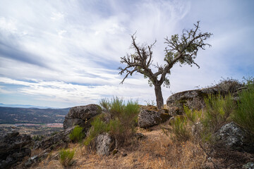 Fototapeta na wymiar Beautiful landscape of trees growing between the huge granite rocks.