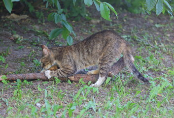 A grey tabby cat sharpens its claws on a broken branch