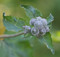Inflorescence of thorns of burdock in summer