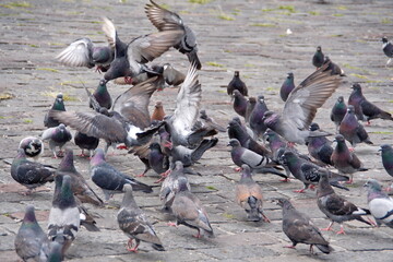 Obraz premium Flock of pigeons in the plaza in front of the Church of San Francisco in the Old Town, Quito, Ecuador