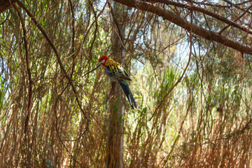 Bird with long tail and exotic colorful plumage on the tree branch