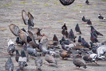 Naklejka premium Flock of pigeons in the plaza in front of the Church of San Francisco in the Old Town, Quito, Ecuador