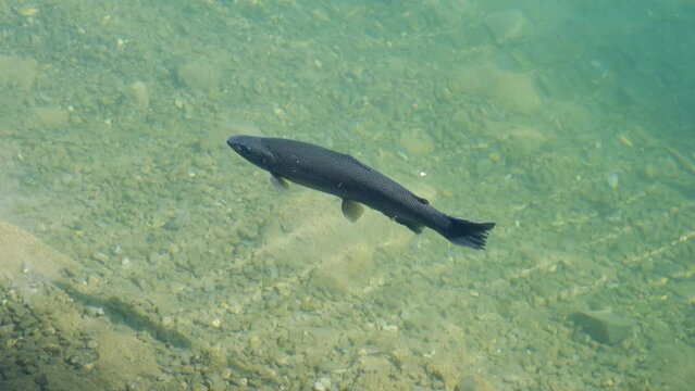 A handheld footage following single rainbow trout fish swimming in the Blausee Lake. The trouts are freshwater fish belonging to the Salmonidae family, which are quite related to salmon and chars.