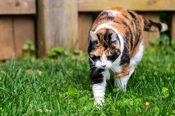 One outdoor calico cat outside hunting walking by wooden fence in garden lawn front yard on green grass lawn in summer garden - Powered by Adobe