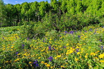 Thomas Lakes hiking trail in Mt Sopris, Carbondale, Colorado near Aspen with meadow field of blue and yellow flowers wildflowers in summer season