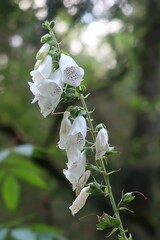 Vertical closeup of a white foxglove flower growing against green plants in Canada