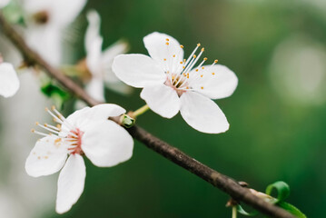 Fototapeta na wymiar Flowering trees with white flowers in garden