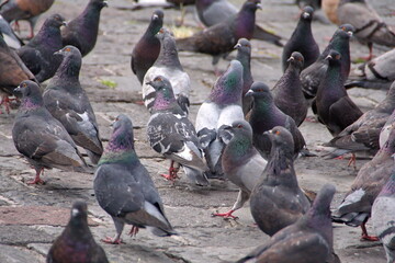 Fototapeta premium Flock of pigeons in the plaza in front of the Church of San Francisco in the Old Town, Quito, Ecuador
