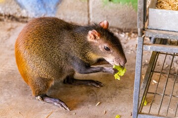 Closeup shot of red-rumped agouti (Dasyprocta leporina) eating cabbage