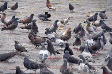 Fototapeta premium Flock of pigeons in the plaza in front of the Church of San Francisco in the Old Town, Quito, Ecuador
