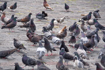 Naklejka premium Flock of pigeons in the plaza in front of the Church of San Francisco in the Old Town, Quito, Ecuador