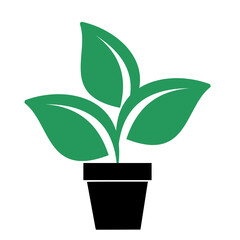 plant in pot