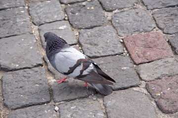 Pigeon in the plaza in front of the Church of San Francisco in the Old Town, Quito, Ecuador