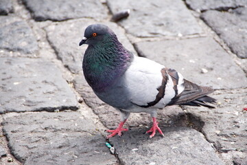 Pigeon in the plaza in front of the Church of San Francisco in the Old Town, Quito, Ecuador