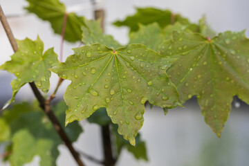 Beautiful maple leaves with water drops. - 513553244