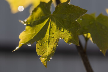 Drops of water after rain on a maple leaf. - 513553245