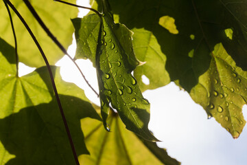 Beautiful maple leaves with water drops on the background of the sky and the sun. - 513553257