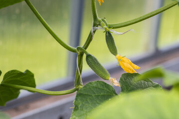 Young cucumbers with flowers grow in a greenhouse. - 513553286