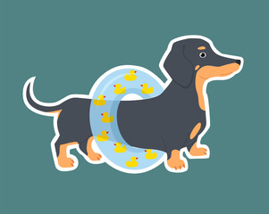 Cute sticker with dachshunds in a swimming circle. Vector illustration for children.