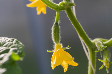A young small cucumber with a yellow flower on a branch grows in a greenhouse. - 513553296