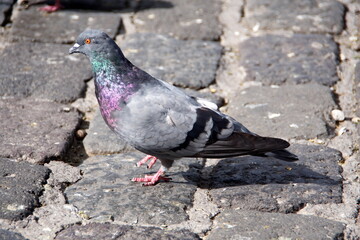 pigeon, bird, church of san francisco, ecuador, quito, old town, south america, plaza, capital city, city, urban, downtown, latin america, stone, church