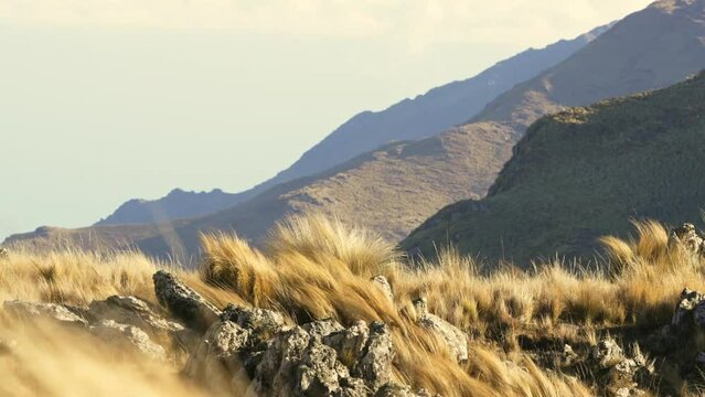 View of a windy day in the mountains of Cordoba, Argentina. Focus on grass with morning light.