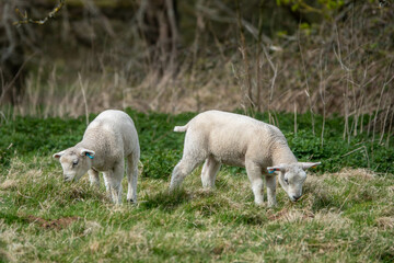 Naklejka na ściany i meble cute white lambs grazing in the meadow