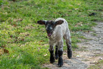 cute black and white lamb bleating in the countryside