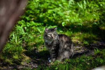 Closeup of a cute Norwegian forest cat sitting in the garden