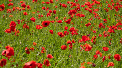 Obraz premium Red poppies against the blue sky. Poppies on green field. Estonia
