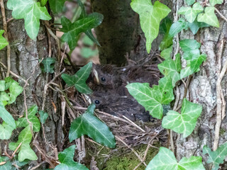 baby blackbirds in a nest in a tree surround by ivy