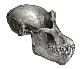 Male chimpanzee pan troglodytes skull in side view, after antique engraving from the 19th century