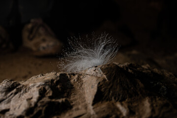 hongo en una cueva