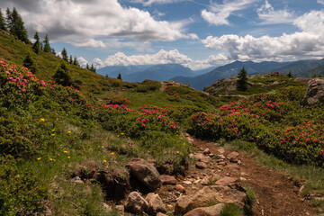 The rhododendrons on the path from the Castrin hut to Monte Luco-Trentino Alto Adige-Italy