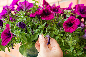 Pinch or cut away limp petunia flowers before they start seeding to encourage regrowth. Gardening...