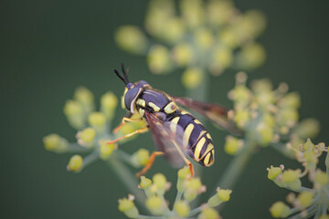 Wasp in a yellow and green meadow