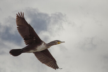 Cormorant in flight against cloudy sky