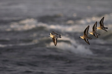 Sanderlings in flight at winter sunset