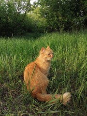 Red cat in green grass 