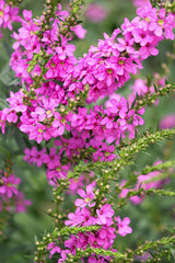 Obraz premium pink flowers in the garden. lavender in the garden. lavender bush. spicy herb. purple flowers. aromatherapy. sleeping herb.