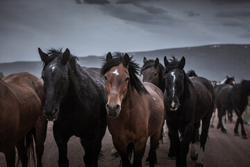 herd of horses running on dusty trail on overcast rainy day being driven to summer pastures