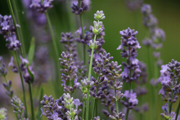 lavender field in region. lavender in the garden. lavender bush. spicy herb. purple flowers. aromatherapy. sleeping herb.
