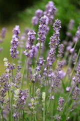 close up of lavender. lavender in the garden. lavender bush. spicy herb. purple flowers. aromatherapy. sleeping herb.