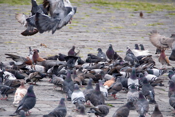 Fototapeta premium Flock of pigeons in the plaza in front of the Church of San Francisco in the Old Town, Quito, Ecuador
