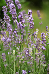 Obraz premium field of lavender. lavender in the garden. lavender bush. spicy herb. purple flowers. aromatherapy. sleeping herb.