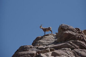 Desert bighorn sheep ovis canadensis nelson on a mountain top rock