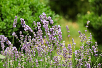 Obraz premium lavender flowers in the garden. lavender in the garden. lavender bush. spicy herb. purple flowers. aromatherapy. sleeping herb.